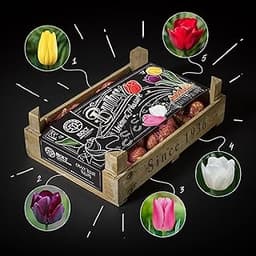 Tulipes “Unicorn Treasure” – coffret 100 bulbes