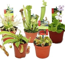 Exotenherz - Kit de démarrage des plantes carnivores - 5