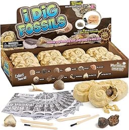 Byncceh Déterrer 12 Fossiles Kit de fouilles