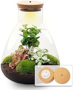 Terrarium DIY Kit - Sam Coffea with Light