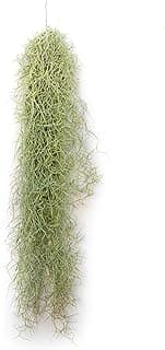 Air Plante Tillandsia Usneoides