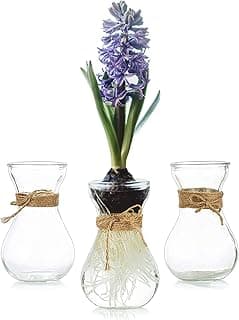 Hewory – 3 vases en verre pour boutures et bulbes