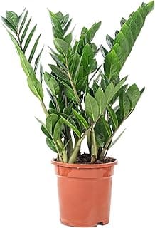 Plante ZZ - plante d'intérieur facile d'entretien