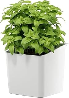 Pot à herbes aromatiques Tesa