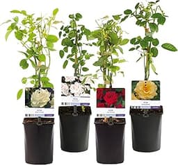 Rosier grimpant multicolore Rosa Rainbow