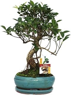 Bonsaï Ficus Ginseng 8 ans