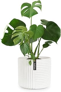 Cache-pot Fox & Fern