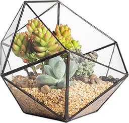 Terrarium Demi-sphère Triangulaire NCYP