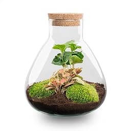 Kit DIY Terrarium • Sammie • Écosystème avec Plantes