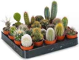 Ensemble Cactus GardenersDream