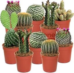 Ensemble Mini Plantes Grasses