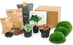 Paquet de Terrarium Coffea Arabica