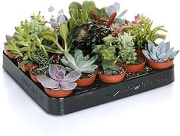 Mélange de succulentes – 20 plantes