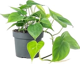 Philodendron scandens Baumfreund