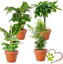 Lot 4 plantes d’intérieur Pet Friendly