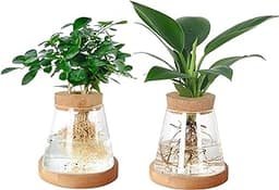 YWNYT Lot de 2 stations de propagation de plantes