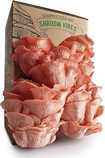 Kit bio de pleurotes roses