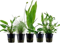 AquaOne Ehinodorus Hygrophila Cryptocoryne Eleocharis Anubias Lot de 5 plantes d'aquarium pour débutants
