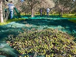 Maillestore Filet de récolte