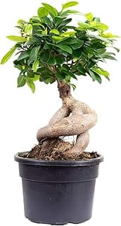 Ficus Ginseng (env. 40 cm, pot 17 cm)