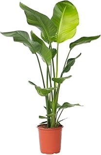 Plant in a Box – Strelitzia Nicolai XL