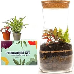 Kit de Terrarium fermé en Verre Transparent Fait à la Main avec Couvercle en liège Rond