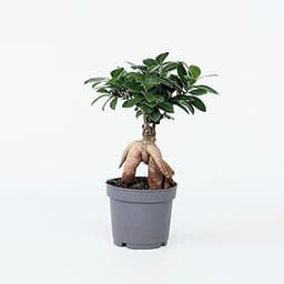 Plant in a Box - Bonsaï Ficus Ginseng