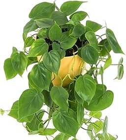 Philodendron scandens grimpant