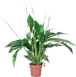 Fleur de lune Spathiphyllum, plante d’intérieur facile