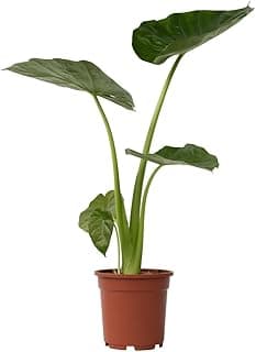 Alocasia macrorrhiza Plant in a Box