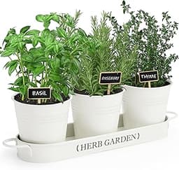 Kit de jardin d'herbes aromatiques