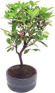 Bonsaï Azalée en pot céramique